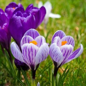 Flower Meanings With Pictures
